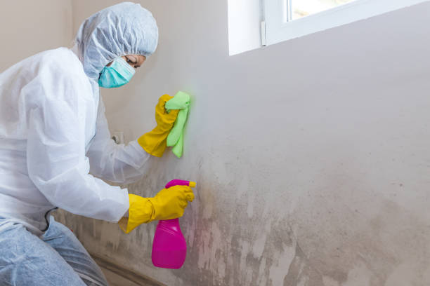 Professional Mold Removal Services in Columbia, MS